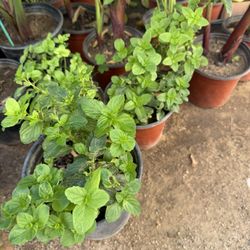 Hierbabuena Spearmint For Sale 