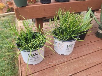 Fire Stick Plants