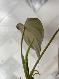 New Growth! Philodendron Melanochrysum In Self Watering Planter With  Lechuza pon for Sale in Torrance, CA - OfferUp