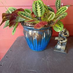 BEUTIFULL PLANT 😍🌺