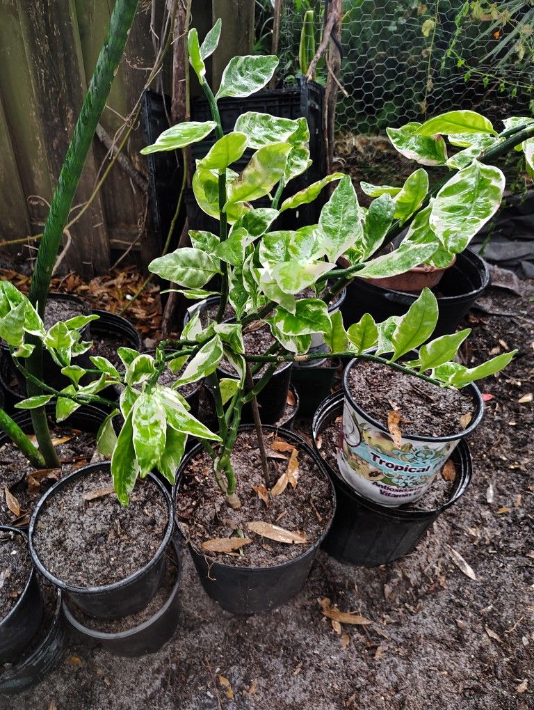 jacobs ladder plant . it's perennial 