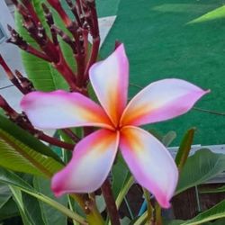 Plumeria