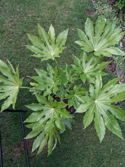 Japanese fatsia almost 3fee