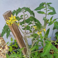 Sale Organic Tomato Plants With Flowers 