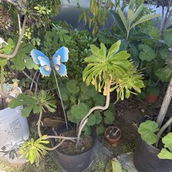 Cute gorgeous green plant tall