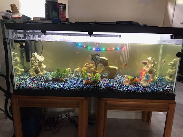 Fish tank + SetUp