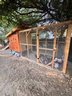 Raised Chicken Coop & Rum