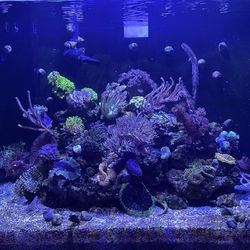 Saltwater Reef Aquarium, complete - $300 (South Park Township)