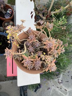 Succulent Plant $20