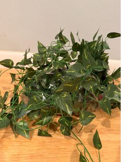 Greenery and vines for decorative purposes