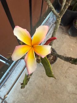 Cutting plumeria
