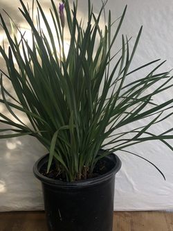 Society Garlic plant one gallon pot $9 each or 2 for $15