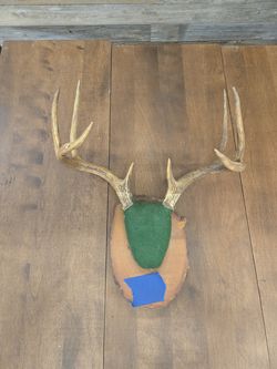 Vintage Deer Antler Taxidermy 8 Point Wall Mount
