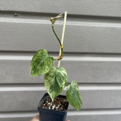 4” Variegated Heart Leaf Philodendron 