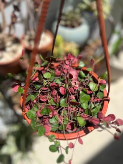 Ruby Cascade Peperomia in 6’ hanging basket