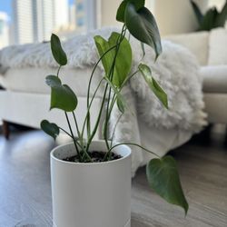Philodendron Monstera With Ceramic Pot