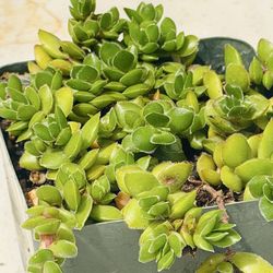Succulent