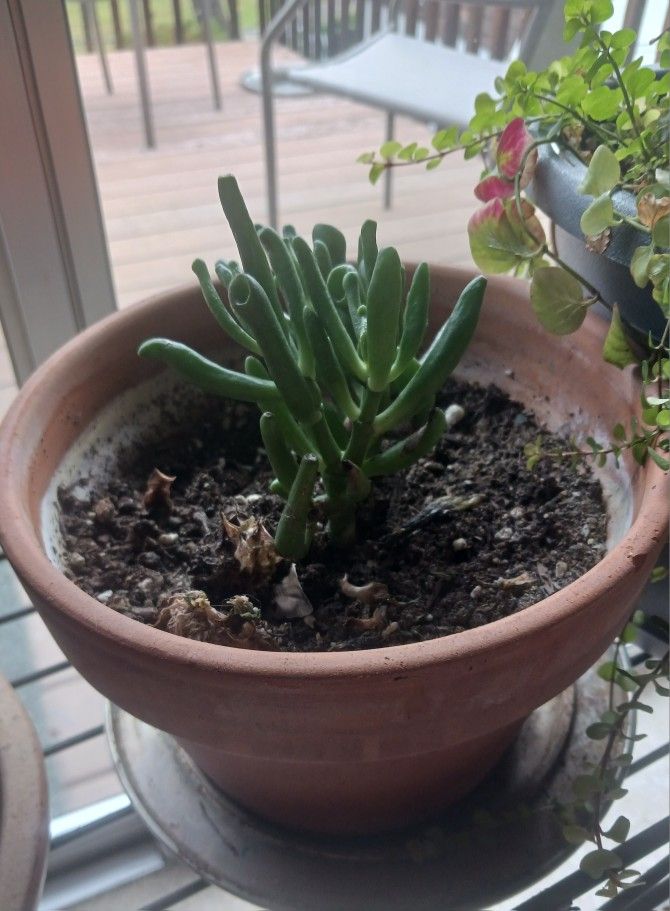 Succulents