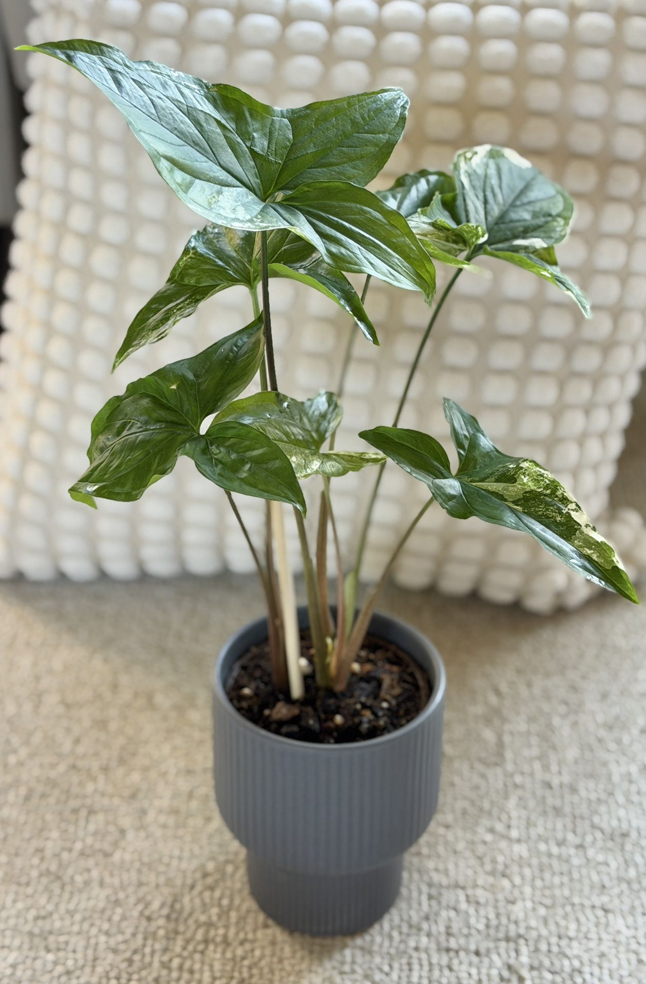 Albo Syngonium In Gray Ceramic Pot