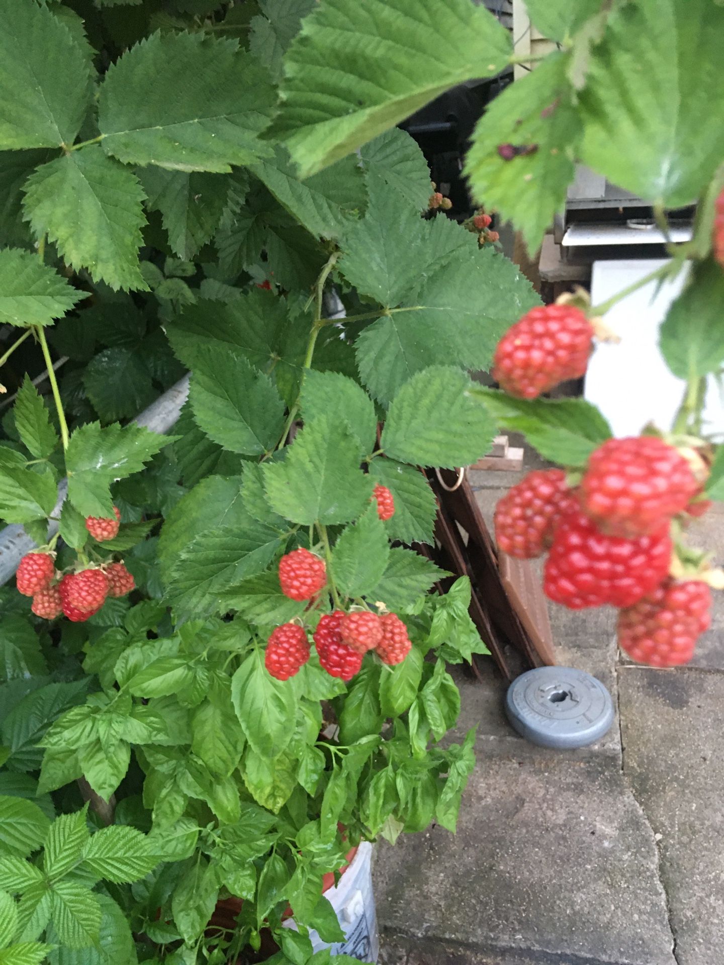 Blackberry plants
