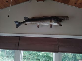 Mounted Northern Pike