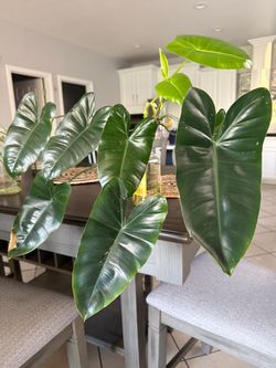 Philodendron Burle Marx Plant