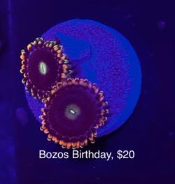 Fake Aquarium Decoration