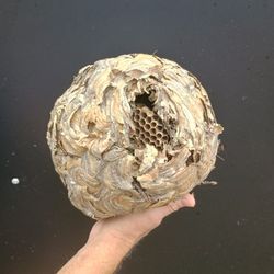 Hornet Nest For Man Cave