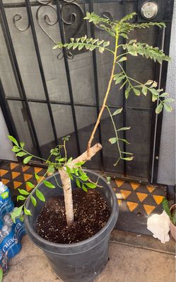 Jocote ciruela tree