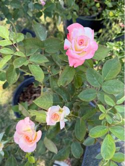 Rose Konayuki 粉雪 こなゆき Plant 5 gallon