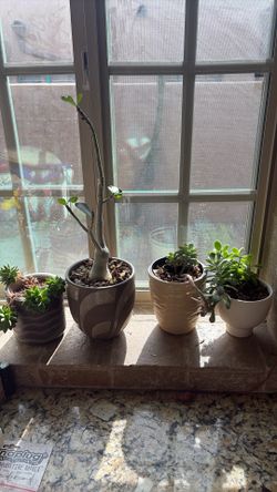 Succulent plants  & small tree Bundle set lot