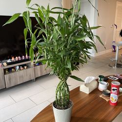 Large Lucky Bamboo Plant