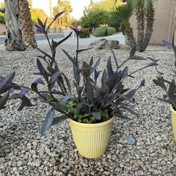 Wondering Jew Pot Flowers 