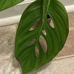 Monstera Laniata Plant (pls read description )