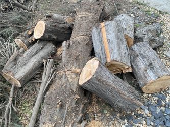 Free tree wood For fire On 99&olive Take Whatever You Want