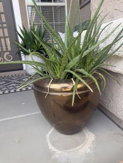 Plants