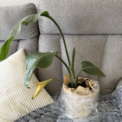 Plant