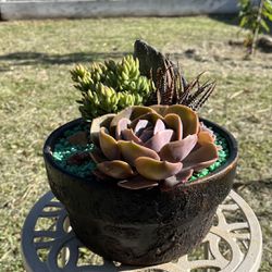 Very Healthy Variety Of Succulent’s In Rustic Vase 