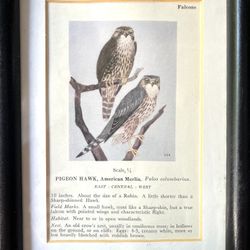 Framed Antique Falcon Print 