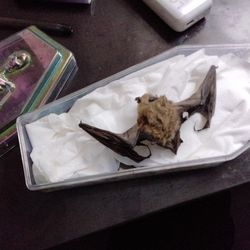 Naturally Preserved BAT