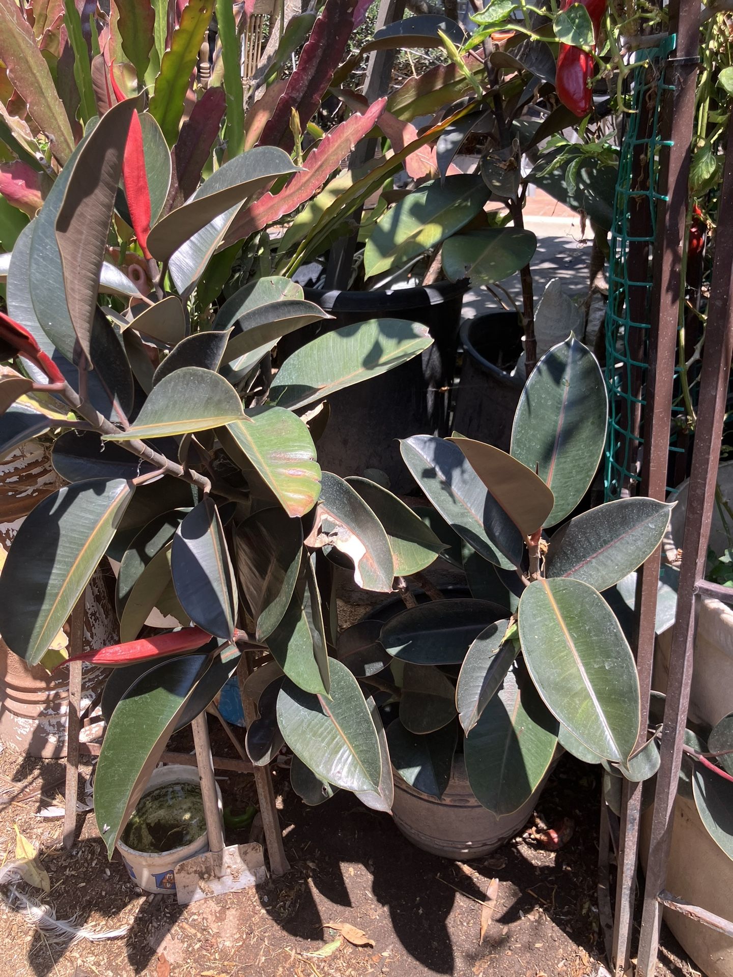 Large Landscaping Patio Plant In Pot For Easy Transport 