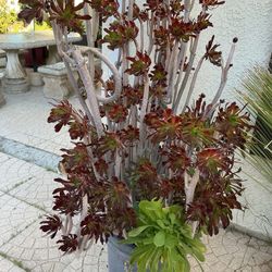 Aeonium Arboreum Plant 