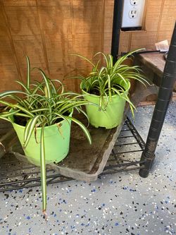 Spider plants