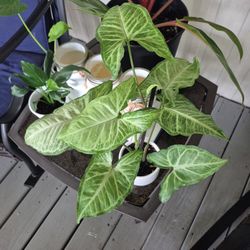 Arrowhead Plant