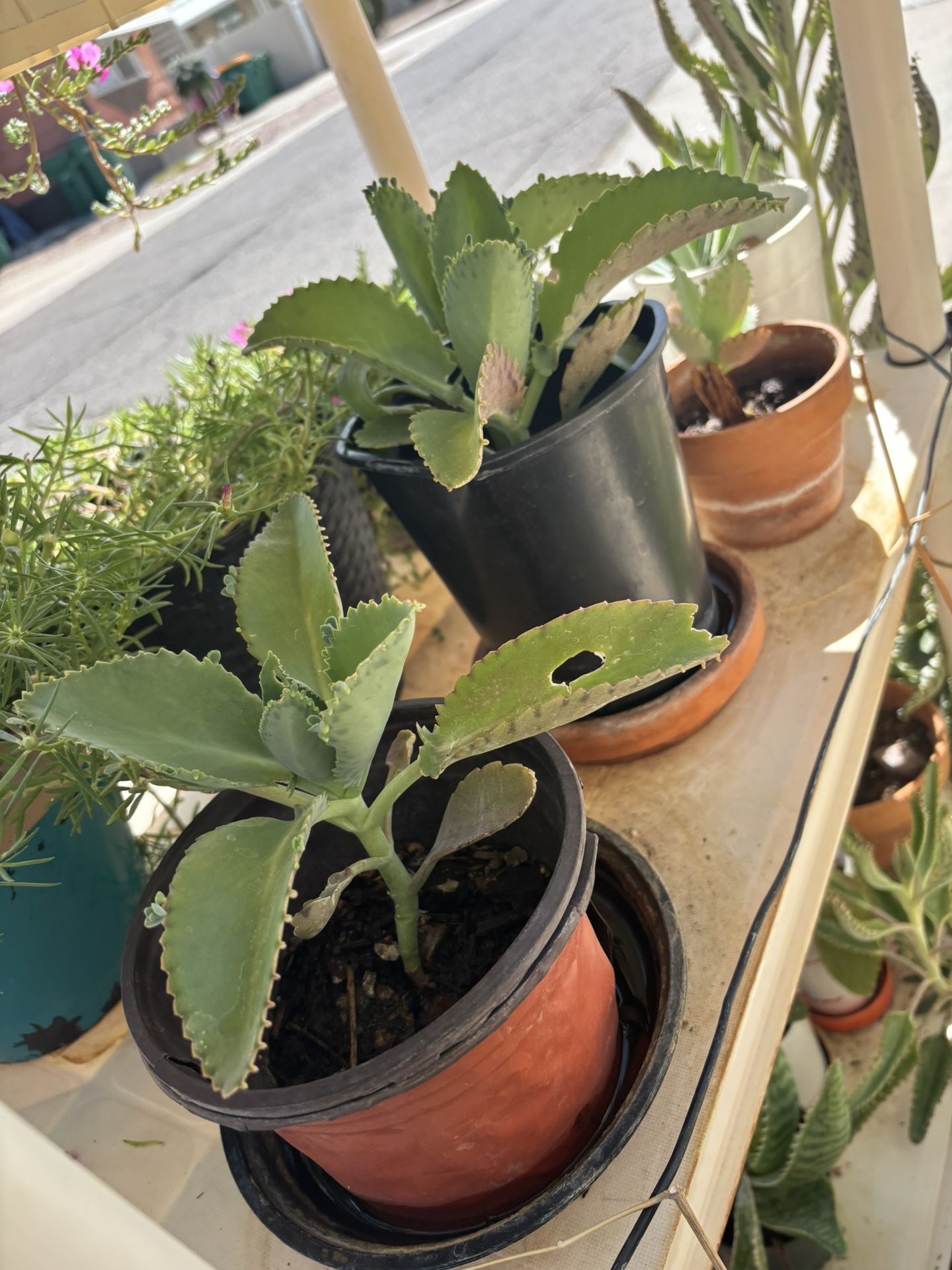 Mother of  Million Succulents $ 3 Each 