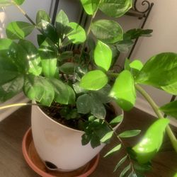 Nice potted plant for inside 