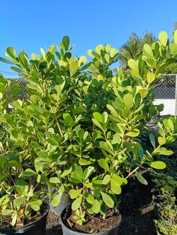 Clusia Privacy Hedge Plants 🌿 15gl $40