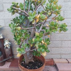 Jade Succulent Plant