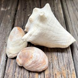 Decorative Beach Shell Set Off-White / Sand Like New 4 Pieces