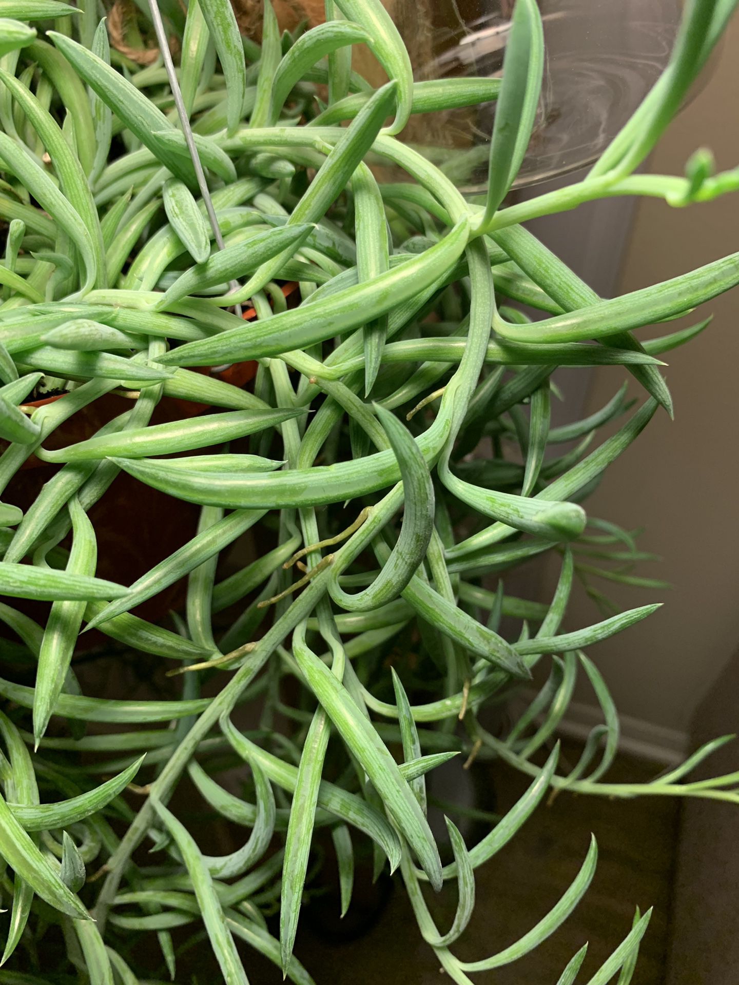 String of string beans plant 6” pot